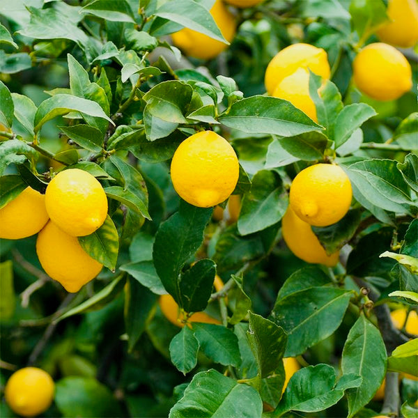 Lemon Tree - Meyer
