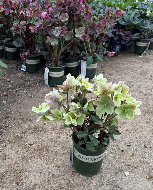 Lenten Rose