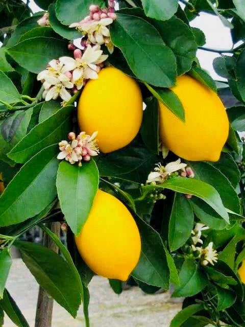 Lemon Tree - Meyer