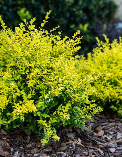 Ligustrum Sunshine
