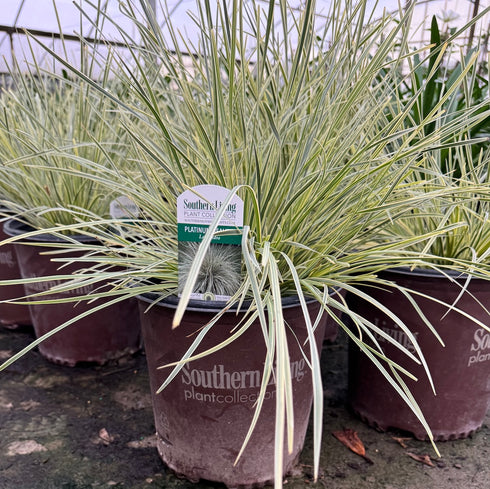 Lomandra Breeze ‘Platinum Beauty’