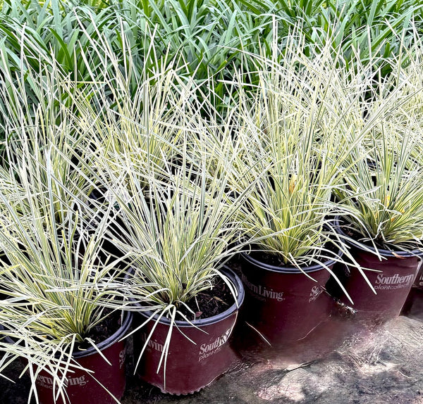 Lomandra Breeze ‘Platinum Beauty’