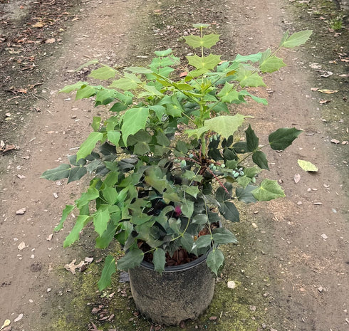 Mahonia Leather Leaf
