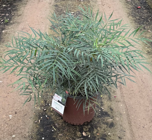 Mahonia 'Soft Caress'