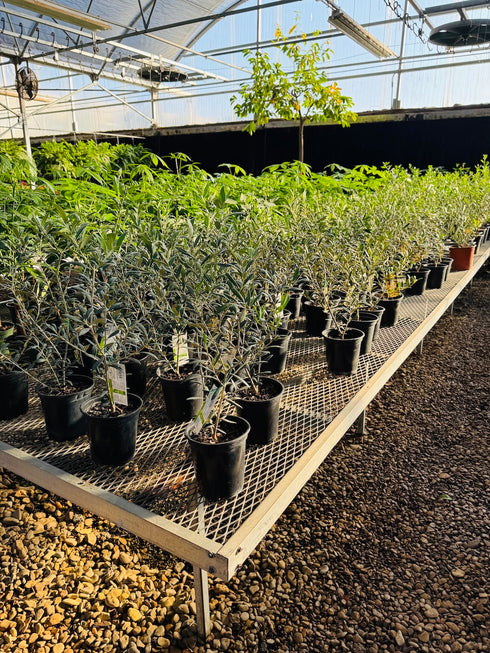 Olive Tree - Mission