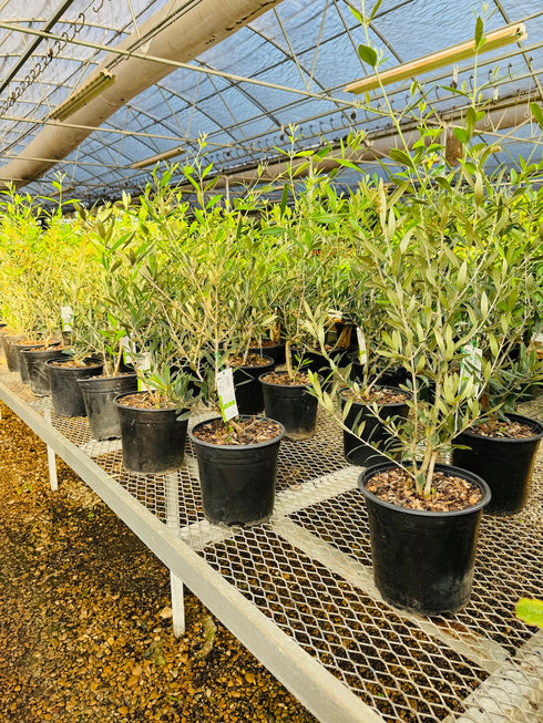 Olive Tree - Mission