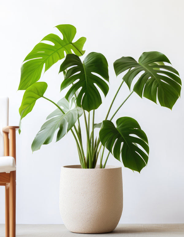 Monstera Swiss Cheese Plant