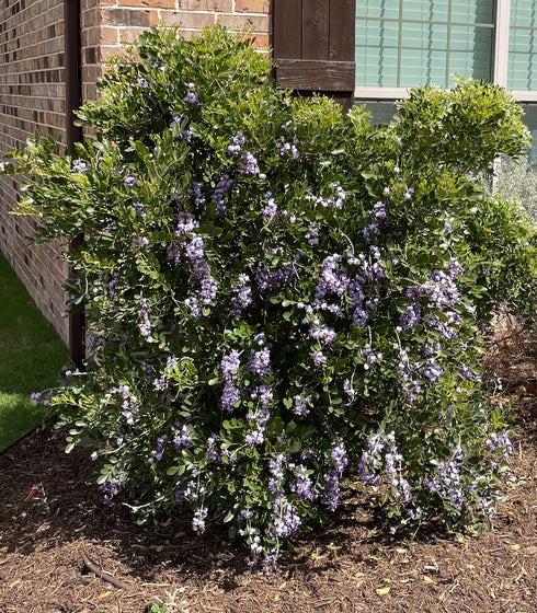 Texas Mountain Laurel