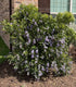 Texas Mountain Laurel
