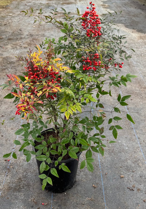 Nandina Domestica