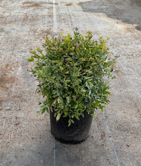 Nandina Gulfstream