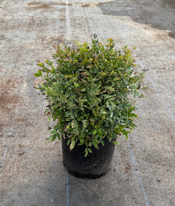 Nandina Gulfstream