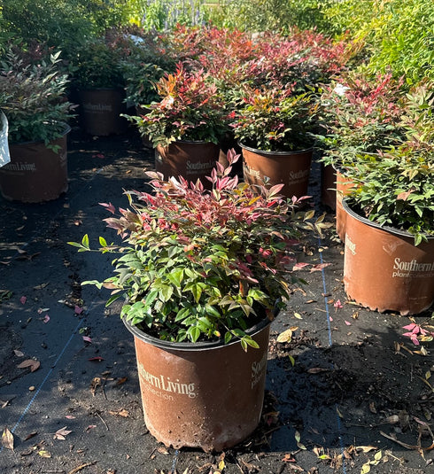 Nandina Obsession