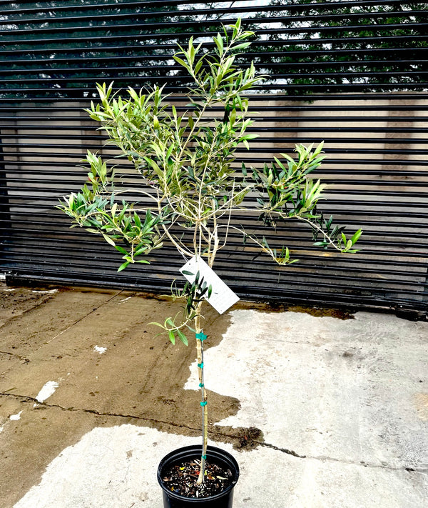 Olive Tree - Arbequina