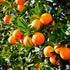 Orange Tree - Cara Cara Navel