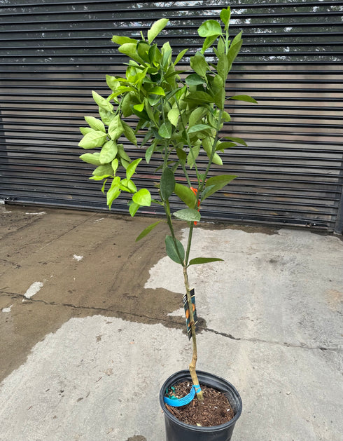 Orange Tree - Cara Cara Navel