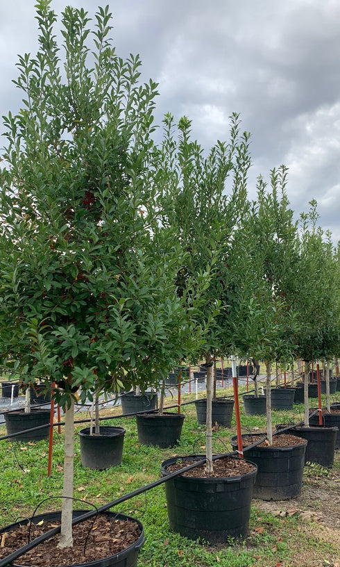 Eagleston Holly Tree