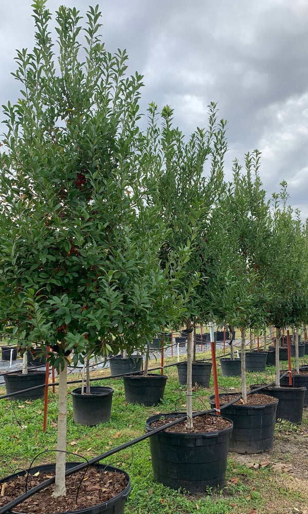 Eagleston Holly Tree