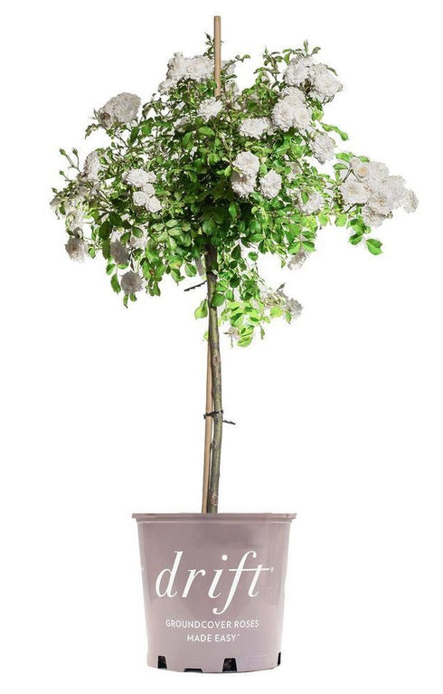 White Drift Rose Tree