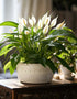 Peace Lily