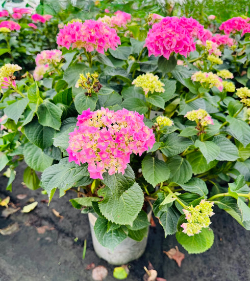 Hydrangea - Pink & Pretty