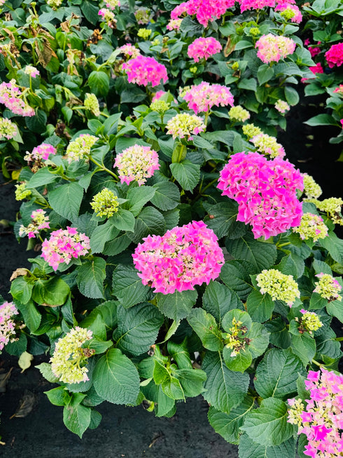 Hydrangea - Pink & Pretty