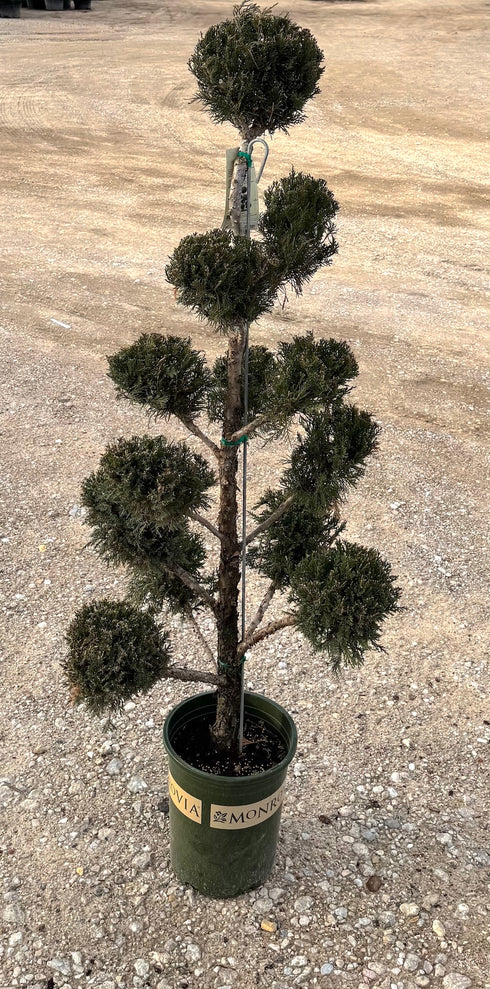 Pom Pom Juniper