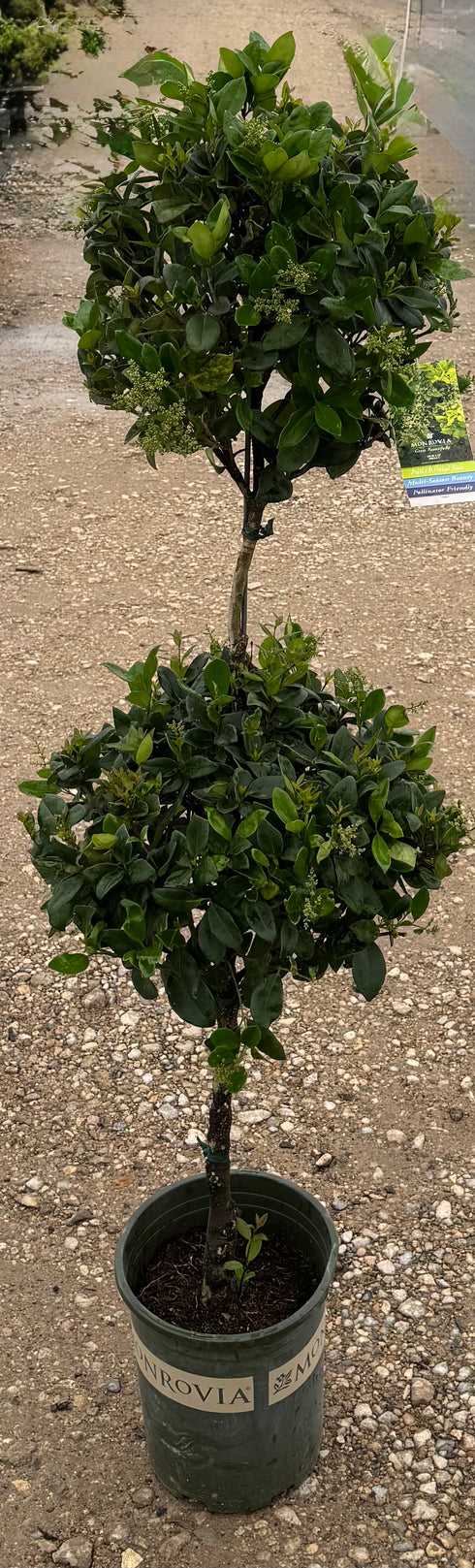 Poodle Wax Ligustrum 2 Tier