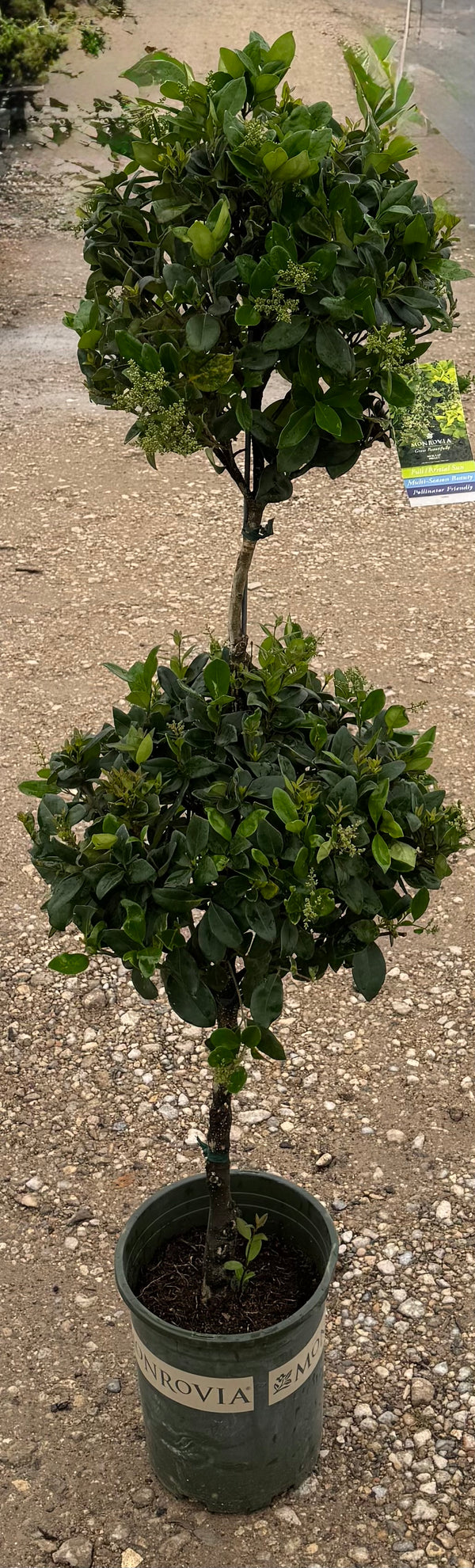 Poodle Wax Ligustrum 2 Tier