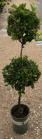 Poodle Wax Ligustrum 2 Tier