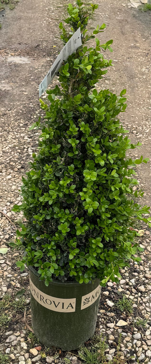 Pyramid Boxwood 'Winter Gem'