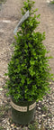 Pyramid Boxwood 'Winter Gem'