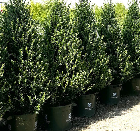 Emerald Colonnade Holly