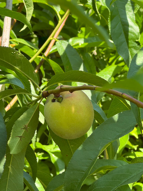 Apple Tree - Red Delicious