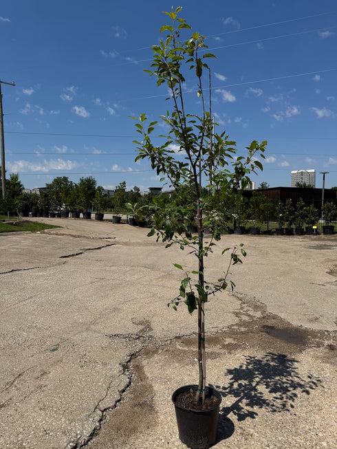 Apple Tree - Red Delicious
