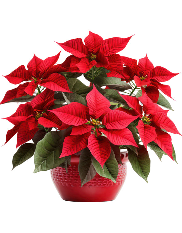 Red Poinsettia
