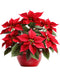 Red Poinsettia