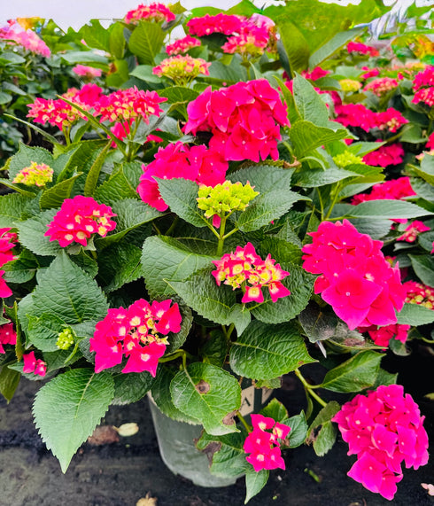 Hydrangea 'Red & Pretty'