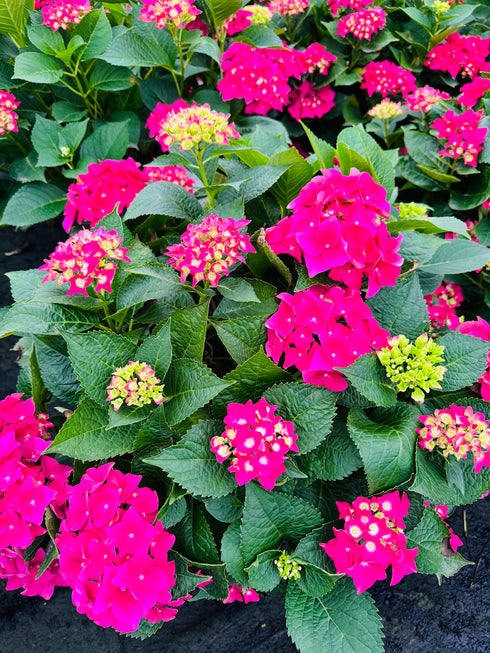 Hydrangea 'Red & Pretty'