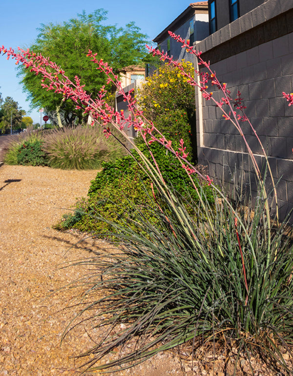 Red Yucca