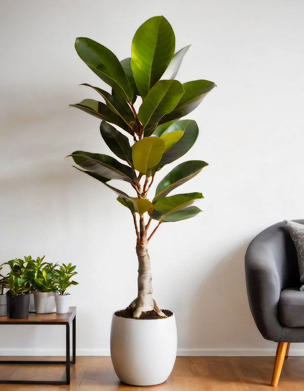 Rubber Tree