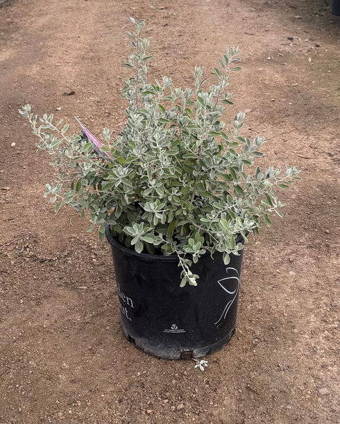 Texas Sage Silver