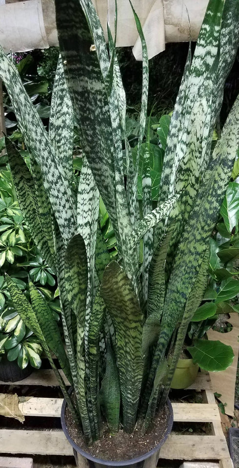 Snake Plant 'Zeylanica'