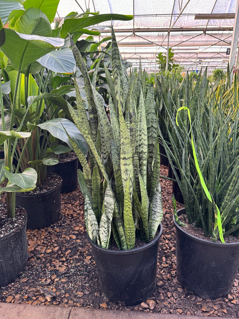 Snake Plant 'Zeylanica'
