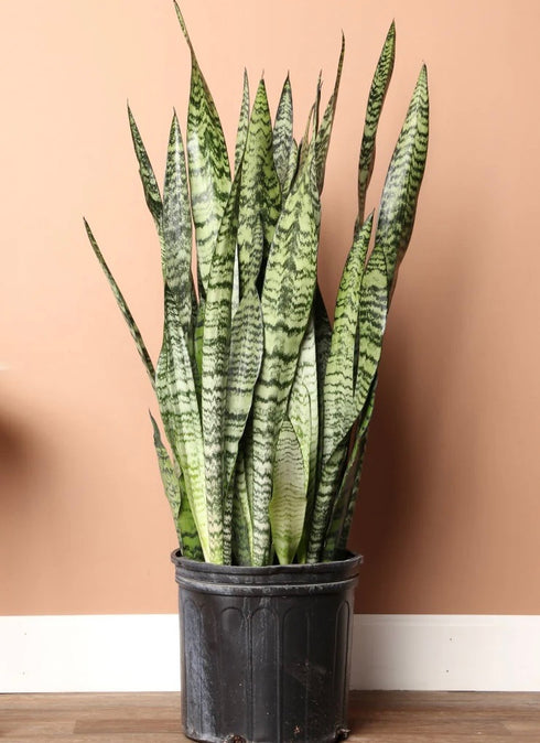 Snake Plant 'Zeylanica'