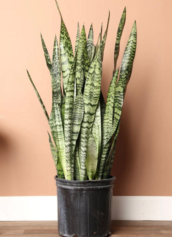 Snake Plant 'Zeylanica'