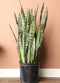 Snake Plant 'Zeylanica'