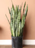 Snake Plant 'Zeylanica'
