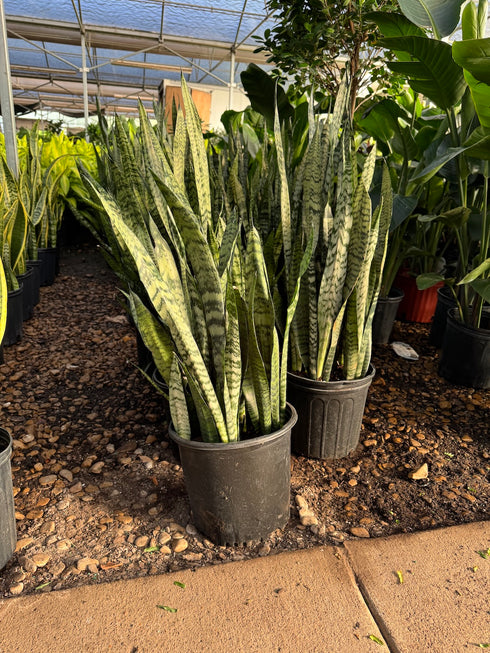 Snake Plant 'Zeylanica'