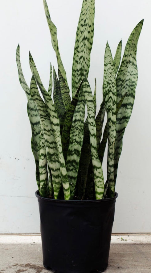 Snake Plant 'Zeylanica'